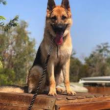 Mido is a stunning 85lbs of pure muscle. Dogs For Sale Alldogs Security