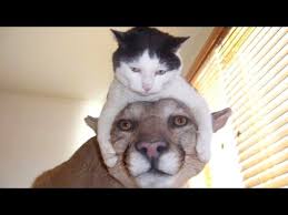 The Funniest And Most Hilarious Animal Videos 1 Funny Animal Compilation Watch Laugh Youtube Funny video escalator fails first time on a escalator compilation.