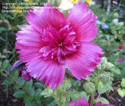 Check spelling or type a new query. Plantfiles Pictures Alcea Double Hollyhock Garden Hollyhock Queeny Purple Alcea Rosea By Donpeters