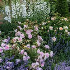 Beautiful, fragrant summer blooms, go online to see our full range of roses today. Olivia Rose Austin David Austin Roses David Austin Rosen Rosen Beet Blumenbeet Anlegen