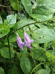 Image result for Asystasia