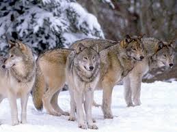 Wolf Pack Hierarchy Facts About The Wolf Social Structure