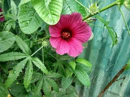 Full list of synonyms for indian mallow is here. Hibiscus Cannabinus Kenaf