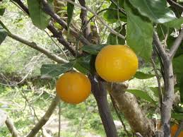 Image result for Citrus × aurantium