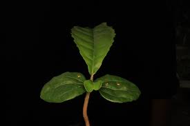 Image result for Achariaceae