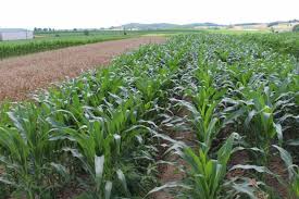 Crop rotation primarily improves soil fertility that is why it is good that you do not grow the same plants every year. Crop Rotations Rodale Institute