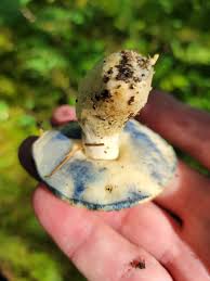 Image result for Boletus speciosus