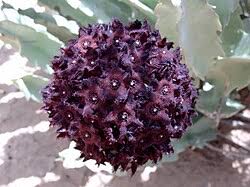 Image result for Apocynaceae subfamilies Asclepiadoideae and Secamonoideae