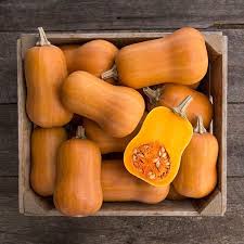 Image result for Cucurbita moschata