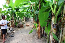 Pisang tersebut masuk dalam kelompok pisang yang biasa diolah. 100 Pohon Pisang Beromset Puluhan Juta Terbukti