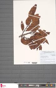 Image result for Staudtia