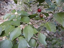 Image result for Strychnos kasengaensis