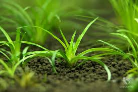 Image result for Eriocaulon