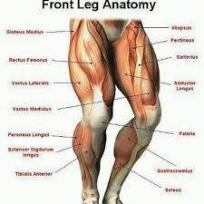 Front lunges are a great way to build a strong foundation in your legs, with benefits that carry over into other looking to build legs and glutes of steel? Front Leg Anatomy Leg Muscles Anatomy Human Body Anatomy Leg Anatomy
