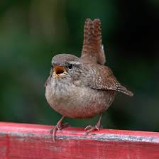 Look at the birds of the air, for they neither sow nor reap nor gather into barns; All About The Wren Gardenbird