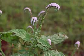 Image result for Heliotropium indicum