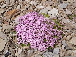 Image result for Silene abyssinica