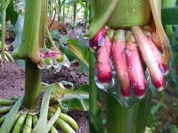 According to agfax you actually can hear corn grow! The World Has A Fertilizer Problem Bioengineered Corn Could Save Us Intrinsyx Bio