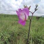 Image result for Eulophia cucullata