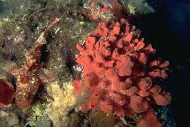 Image result for Crambe kilimandscharica