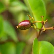 Image result for Vismia orientalis