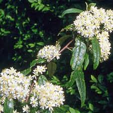 Image result for Oleandra distenta