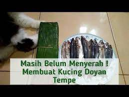 Tempe Untuk Kucing Membuat Makanan Kucing Sendiri Wet Food Youtube Makanan Kucing Kucing