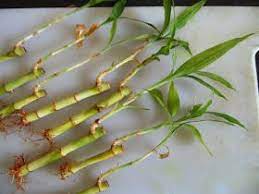 Design Green India Best Tips For Propagating Lucky Bamboo Dracaena Sanderiana From Cuttings In Water Lucky Bamboo Plants Lucky Bamboo Bamboo Plants