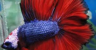This d shaped tail has a 180°. Bettafish4u Double Tail Betta Fish
