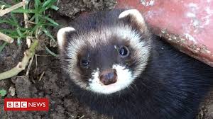 Conservationists: Polecats 'spreading across Britain' - BBC News