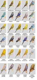 Rare Budgie Colours Chart Www Bedowntowndaytona Com