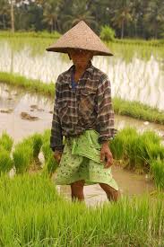 Balinese Rice Farmer Bali Island Farmer Indonesia