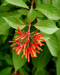 Florida's native azalea species grow best in north and central florida. Favorite Hummingbird Plants Native Nurseries