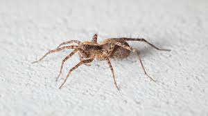 Image result for z p%u0159ednice jedovat 