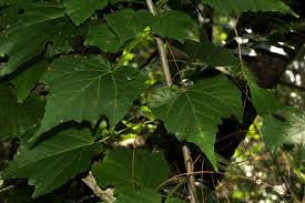 Image result for Dombeya kirkii