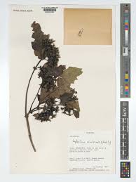 Image result for Leptactina