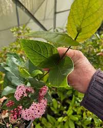 Image result for Rogiera amoena