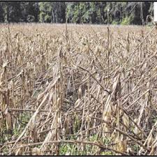 Brazil is the world biggest producer of sugar cane with an area of 7x106 hectares. Pdf Comparison Of Object Detection Methods For Corn Damage Assessment Using Deep Learning