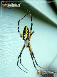 Black And Yellow Striped Spider Europe Black And Yellow Garden Spider Pavouk Motyl Brouk