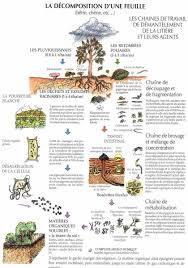 Le Sol Un Ecosysteme Discret Serre Aquaponique Ecosysteme Le Sol