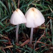 Image result for Conocybe lactea