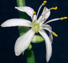 Image result for Chlorophytum krauseanum