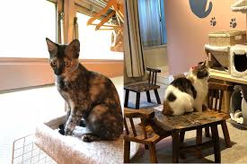The cat café south beach | miami beach. The Cat S Meow Cat Cafe Opening On Miami S Upper Eastside Miami New Times