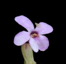 Image result for Selago cecilae