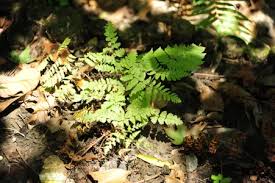 Image result for Ctenitis