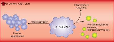 Pregnancy fatigue affects almost all expecting moms in the first trimester. Platelets Can Associate With Sars Cov 2 Rna And Are Hyperactivated In Covid 19 Circulation Research