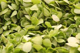 In fact, it is scientifically known as an annual succulent and is widely eaten throughout europe, asia, the middle east, and africa. Portulak Was Ist Das Blattgemuse Definition Warenkunde Lebensmittelkunde