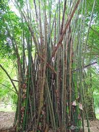 Image result for Bambusa vulgaris