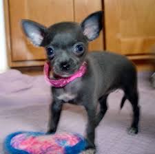 The tiny chihuahua makes a wonderful watchdog, despite its small size. Chihuahua Puppies For Sale Oregon Pets Lovers