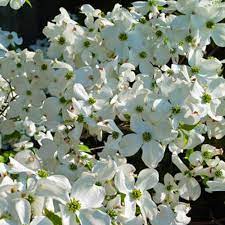 It grows in a compact size, only reaching 15 to 25 feet tall, so its blizzard of white blossoms is an excellent choice to plant along streets, near large buildings, next to patios or as a property border. Cornus Florida Cloud Nine White Flowering Dogwood Trees Shrubs